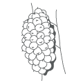 coco babaçu 